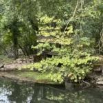 paysage de rivière et forêt