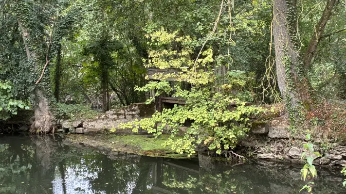 paysage de rivière et forêt